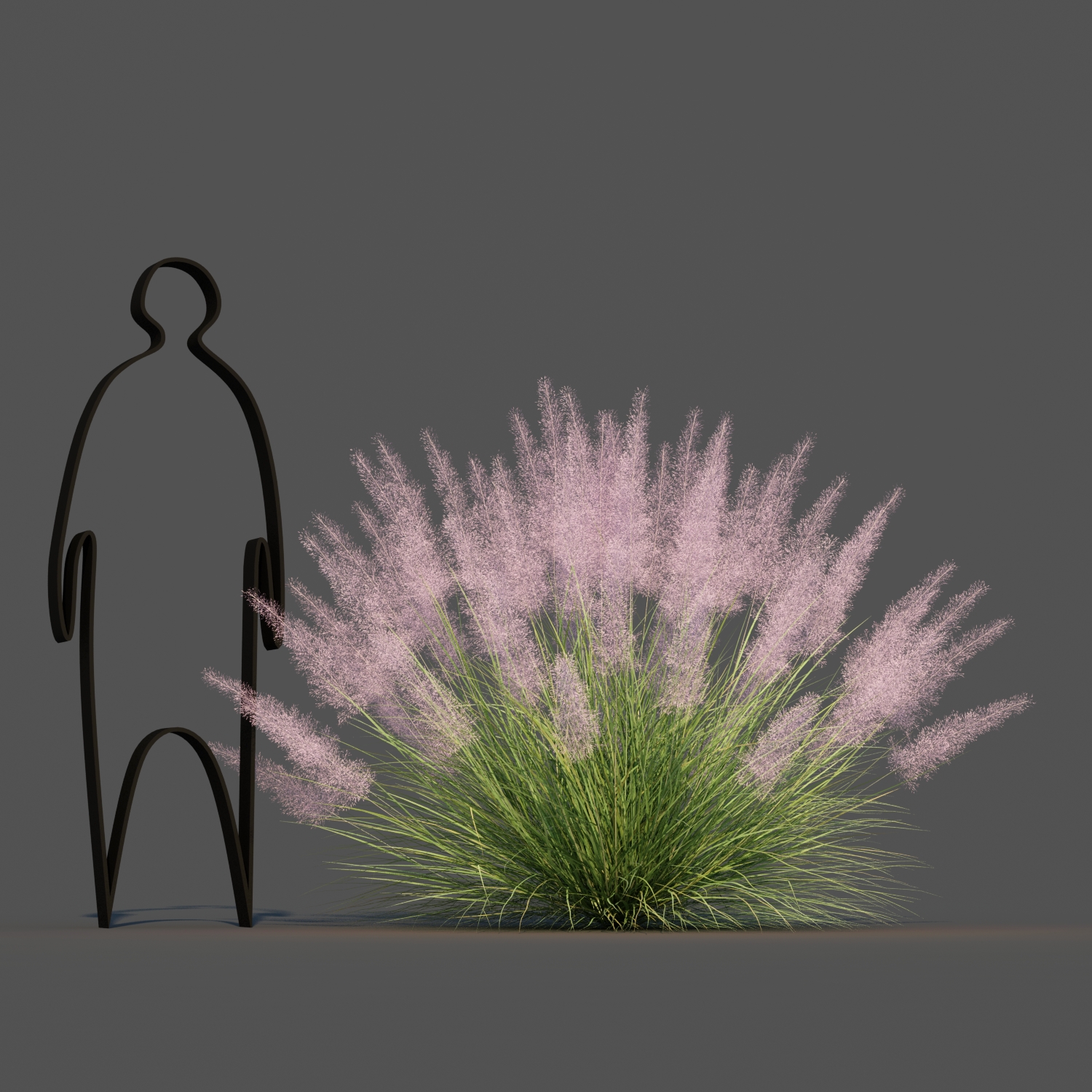 Pink Flamingo Muhly Grass by parinyax | 3DOcean